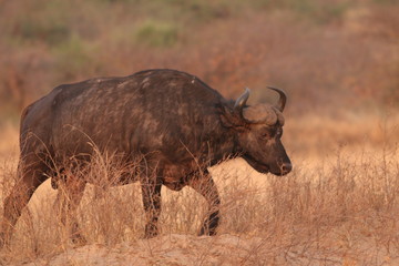 The African buffalo, also called the Cape buffalo (Syncerus caffer), a large Sub-Saharan African bovine. Picture from a safari in the savanna, natural environment of wild buffalos.