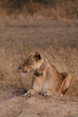 Wild African lioness in the savannah, with a collar around its neck. A noble predatory cat in its natural habitat.