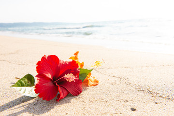 砂浜とハイビスカス © 歌うカメラマン