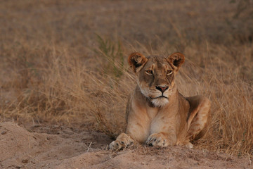 Wild African lioness in the savannah, with a collar around its neck. A noble predatory cat in its natural habitat.