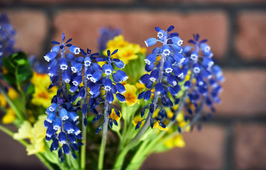 a bouquet of blue sapphire flowers in the spring in the garden.