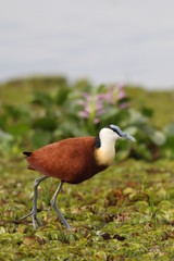 The African jacana, a wader in the family Jacanidae, identifiable by long toes and long claws that enable them to walk on floating vegetation in shallow lakes, in its natural habitat.