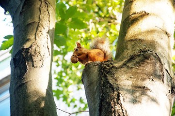 Cute squirrel with nut on the tree in parck. To feed a squirrel to take a nut. Animal protection. Concept for wallpaper, print idea. Selective focus