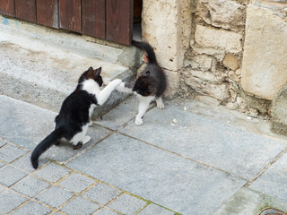 Two kittens playing at the door-step of an old house