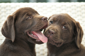 ritratto di due cuccioli di labrador cioccolato