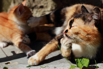 Red kitten playing with her mother. Tricolor cat on the street messing with your child. Cat games...