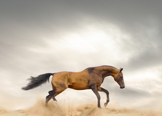 Fototapeta na wymiar Akhal-teke stallion