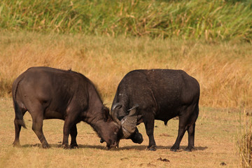 Obraz premium The African buffalo, also called the Cape buffalo (Syncerus caffer), a large Sub-Saharan African bovine. Picture from a safari in the savanna, natural environment of wildbuffalos.