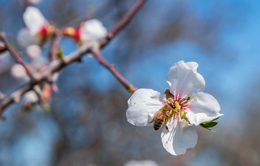 Close-up of bee on almond tree pink-white blossoms against blue sky.