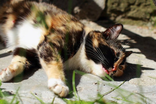 Tricolor cat lying on the rocks on a Sunny day, it is heat. Red, black and white colouring wool. Hot weather, stone floor