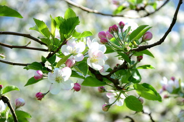 Apfelbaum Blüten - Apfelbaumblüte in Südtirol
