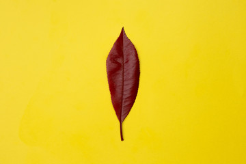 red leaf on yellow background