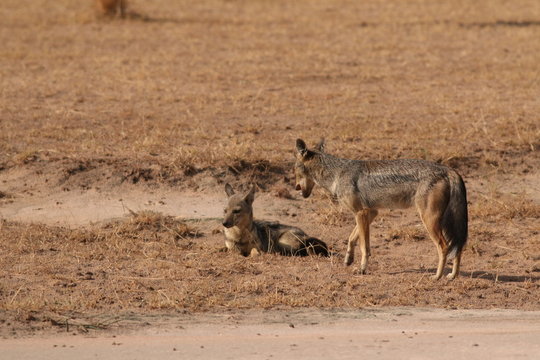 The side-striped jackal, a species of predatory mammal, native to east and southern Africa. A picture from its natural environment.