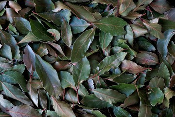 beautiful background with dry bay leaves close up
