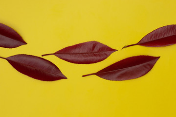 red leaves lined up on yellow background