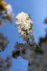 Cherry tree with white blossom from Germany