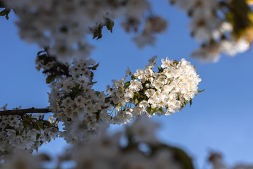 Cherry tree with white blossom from Germany