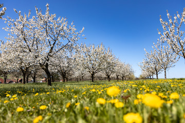 Cherry tree with white blossom from Germany