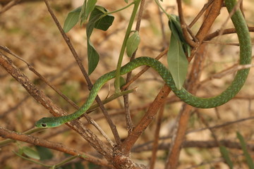 The spotted bush snake, a species of non-venomous colubrid snake, endemic to Africa in its natural environment.