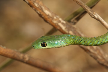 The spotted bush snake, a species of non-venomous colubrid snake, endemic to Africa in its natural environment.