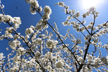 Cherry tree with white blossom from Germany