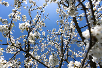 Cherry tree with white blossom from Germany