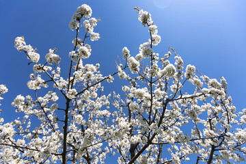 Cherry tree with white blossom from Germany