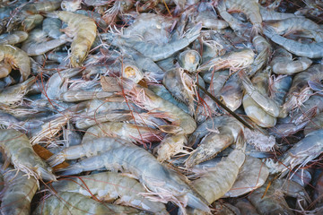 Pile of Fresh Prawns
