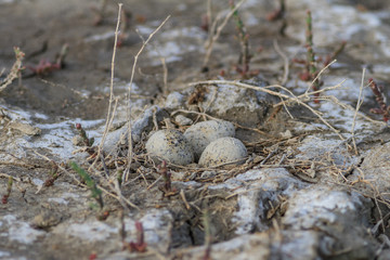 eggs in the nest in natural habitat