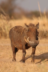 The common warthog, a wild member of the pig family (Suidae) found in grassland, savanna, and woodland in sub-Saharan Africa.