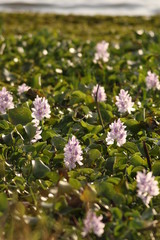 Common water hyacinth, an aquatic plant native to the Amazon basin, which is often a highly problematic invasive species outside its native range. Picture from a Nile river in Africa.