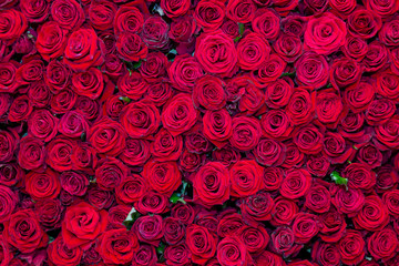 Beautiful background from a variety of red roses. Nature
