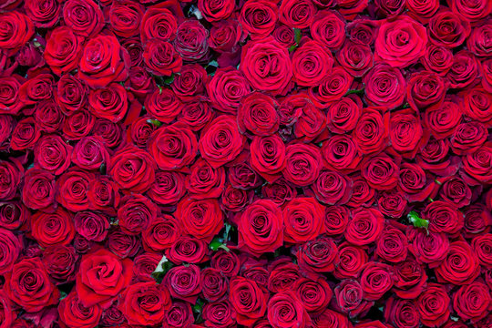 Beautiful background from a variety of red roses. Nature