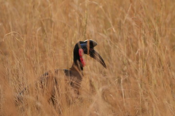 Fototapeta premium The Abyssinian ground hornbill, also known as the northern ground hornbill, on a close up picture in its natural environment. A moment from the safari in Uganda.
