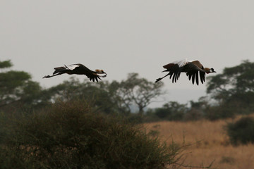 Grey crowned crane on a close up picture from its natural environment, a bank of the Nile river in Uganda.