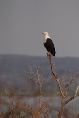 African fish eagle sitting on a tree close to the bank of a Nile river. A beautiful bird of prey in its natural habitat.