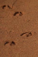 Fototapeta na wymiar Footprints of the antelope in sand. Picture from the safari in Africa.
