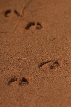 Footprints of the antelope in sand. Picture from the safari in Africa.