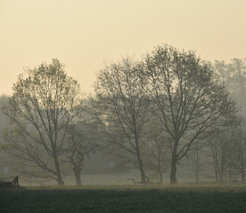 tree in the fog, early morning.