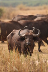 Obraz premium The African buffalo, also called the Cape buffalo (Syncerus caffer), a large Sub-Saharan African bovine. Picture from a safari in the savanna, natural environment of wildbuffalos.