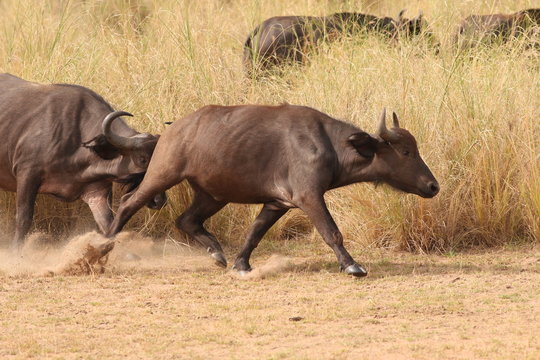 The African buffalo, also called the Cape buffalo (Syncerus caffer), a large Sub-Saharan African bovine. Picture from a safari in the savanna, natural environment of wildbuffalos.