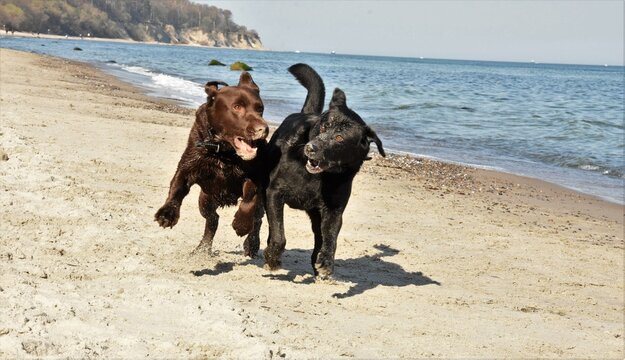 two dogs black and brown labrado run along the coast along the sea