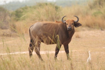 The African buffalo, also called the Cape buffalo (Syncerus caffer), a large Sub-Saharan African bovine. Picture from a safari in the savanna, natural environment of wildbuffalos.