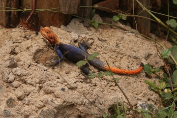 Male of the mwanza flat-headed rock agama on a close up picture. A colorful african species sometimes kept as a pet.