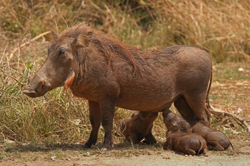 Female of the common warthog, milking its piglets. Picture from a safari in Africa.