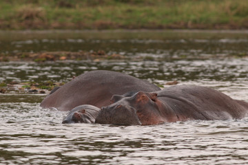 Fototapeta premium African hippopotamus in its natural environment. A well known large animal occuring around african rivers and wetlands in its natural environment.