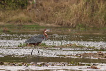 The Goliath heron, also known as the giant heron. A large waterbird species occurring in sub-Saharan Africa and south Asia in its natural environment.