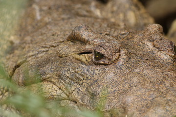 Fototapeta premium Nile crocodile lying on the bank of river Nile. A large predatory reptile species occurring in African wetlands, marshes and rivers in its natural environment.