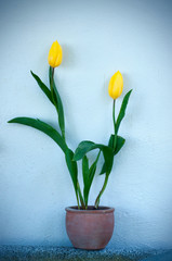 Yellow tulips in flower pot in spring isolated over light blue background