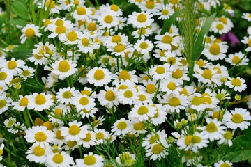 beautiful background with yellow and white daisies close up